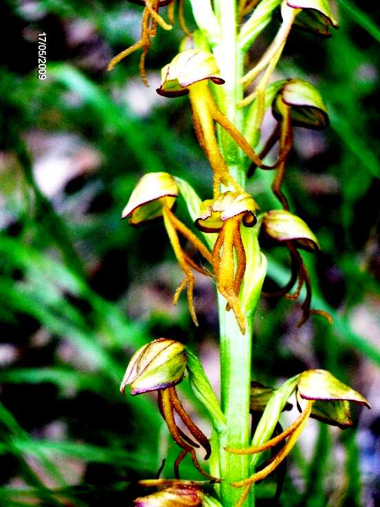 Orchis anthropophora ex Aceras anthropophorum